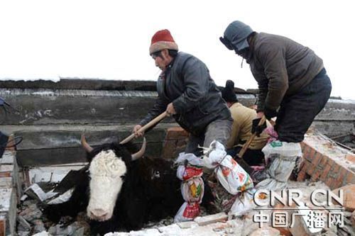 Local people rescued livestock trapped by heavy snow. Northwestern China's Xinjiang Uygur Autonomous Region has been experiencing the heaviest snow and coldest temperatures in decades this winter.