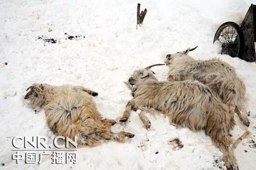 Northwestern China's Xinjiang Uygur Autonomous Region has been experiencing the heaviest snow and coldest temperatures in decades this winter.