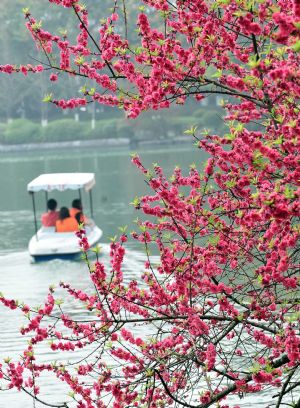 Tourists row on a lake as peach trees on the bank are in blossom at a sunny spring day in Guilin, southwest China's Guangxi Province, on Feb. 26, 2010. [Xinhua/Chen Ruihua] 