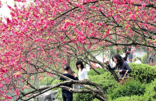 Tourists admire peach blossoms in Guilin, southwest China's Guangxi Province, at a sunny spring day on Feb. 26, 2010.[Xinhua/Chen Ruihua] 