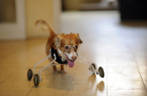 Hoppa, a four-year-old mixed breed dog born without front legs, uses a prosthetic device to walk in his home in the central Israeli city of Tel Aviv February 28, 2010. The device was invented especially for Hoppa by a animal-loving art student, who hopes his wheeling device will improve the lives of pets born with abnormalities or with amputated limbs. [Xinhua/Reuters]