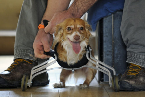 Israeli Avi Kuzi puts a prosthetic device on Hoppa, his four-year-old mixed breed dog that was born without front legs, in the central city of Tel Aviv February 28, 2010. The device was invented especially for Hoppa by a animal-loving art student, who hopes his wheeling device will improve the lives of pets born with abnormalities or with amputated limbs. [Xinhua/Reuters]