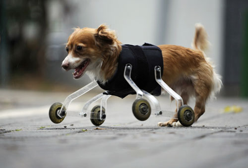 Hoppa, a four-year-old mixed breed dog born without front legs, uses a prosthetic device to walk outside in the central Israeli city of Tel Aviv February 28, 2010. The device was invented especially for Hoppa by a animal-loving art student, who hopes his wheeling device will improve the lives of pets born with abnormalities or with amputated limbs. [Xinhua/Reuters]