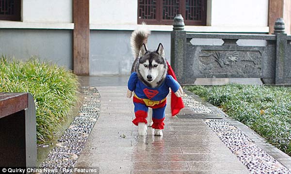 In this picture, Ice is seen posing in her outfit as well as running through a park, her cape streaming behind her. A five-year-old pet husky named &apos;Ice&apos; has been popular on the internet after his images dressed as Superman were posted online.[Quirky China]