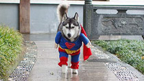 'Super husky' another internet sensation