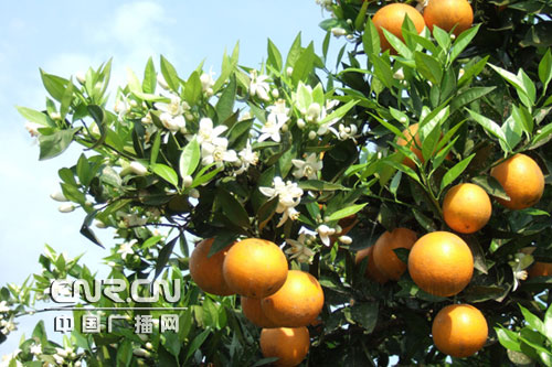 File photo: Orange trees and the fruit in Zhongxian County of Chongqing Municipality.