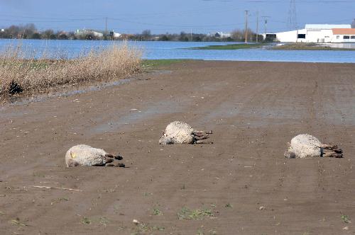 Photo taken on March 2 shows sheep drowned in a flood in La-Faute-sur-Mer, western France, March 2, 2010 after a major storm named Xynthia hit western Europe. [Xinhua] 