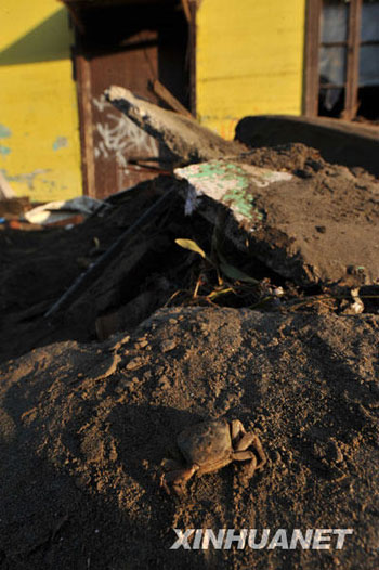 Photo shows a crab rushed ashore after a tsunami sweeps Constitución, a town 450 km south of Chilean capital Santiago on March 2, 2010. [Song Weiwei/Xinhua]