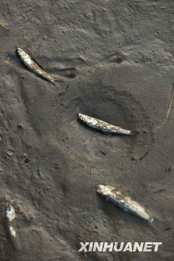 Photo shows fish rushed ashore after a tsunami sweeps Constitución, a town 450 km south of Chilean capital Santiago on March 2, 2010.[Song Weiwei/Xinhua]