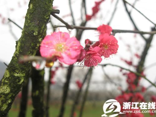 Plum blossoms in full bloom at Chaoshan Scenic Spot in Yuhang district of Hangzhou, capital of east China's Zhejiang Province, on February 25, 2010. [Photo: zjol.com.cn] 