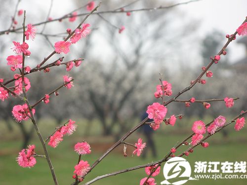  Plum blossoms in full bloom at Chaoshan Scenic Spot in Yuhang district of Hangzhou, capital of east China's Zhejiang Province, on February 25, 2010. [Photo: zjol.com.cn]