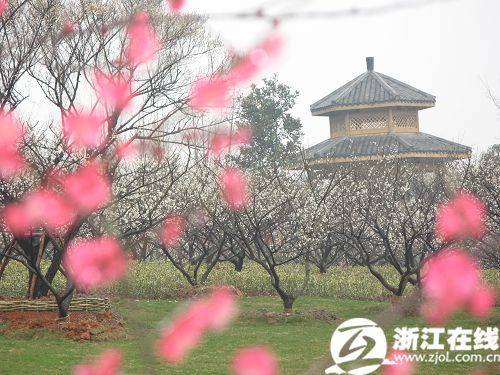 Plum blossoms in full bloom at Chaoshan Scenic Spot in Yuhang district of Hangzhou, capital of east China's Zhejiang Province, on February 25, 2010. [Photo: zjol.com.cn]