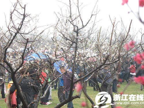 Sightseers enjoy the plum blossoms as the second Chaoshan Plum Blossom Festival is being held at Chaoshan Scenic Spot in Yuhang district of Hangzhou, capital of east China's Zhejiang Province, on February 25, 2010. [Photo: zjol.com.cn] 