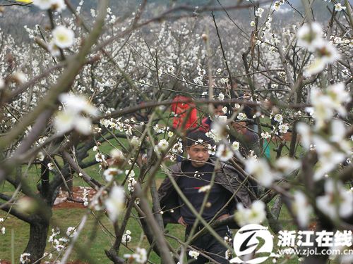 Sightseers enjoy the plum blossoms as the second Chaoshan Plum Blossom Festival is being held at Chaoshan Scenic Spot in Yuhang district of Hangzhou, capital of east China's Zhejiang Province, on February 25, 2010. [Photo: zjol.com.cn] 