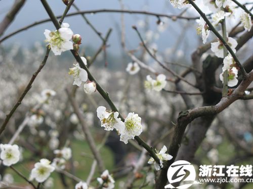 Various performances are given during the opening ceremony of the second Chaoshan Plum Blossom Festival on February 25, 2010. [Photo: zjol.com.cn]