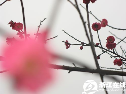  Plum blossoms in full bloom at Chaoshan Scenic Spot in Yuhang district of Hangzhou, capital of east China's Zhejiang Province, on February 25, 2010. [Photo: zjol.com.cn]