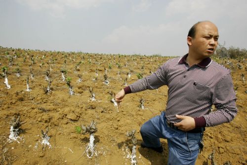 A farmer points at mulberry saplings wilted by drought in Lengquan Town of Mengzi County, southwest China&apos;s Yunnan province, March 1, 2010. Continual drought has hit the county of Honghe Hani and Yi Autonomous Prefecture, since September 2009, resulting in serious water shortage. [Xinhua]