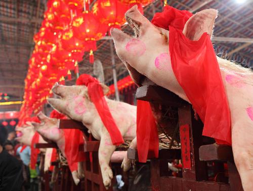 Big fat pigs are on display during a local traditional folk fair named &apos;Pig Contest&apos; at Guanshan Village in Shantou City, south China&apos;s Guangdong province, March 2, 2010. [Xinhua]