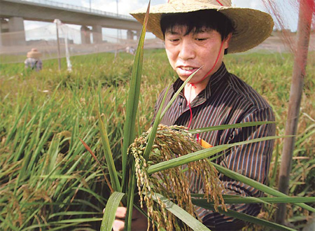 A farm technician works at a GM rice test field in Sanya, Hainan province. [Shi Yan/China Daily]