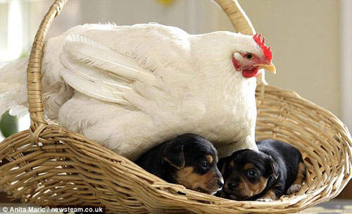 Having the illusion that she is a dog, a hen named Mabel in Britain kidnapped a litter of puppies and roosted on top of them as if she were their mother. This perplexed the puppies&apos; real mother Nettle, who could do nothing but to watch helplessly as Mabel brooded over her darlings. [CRI]