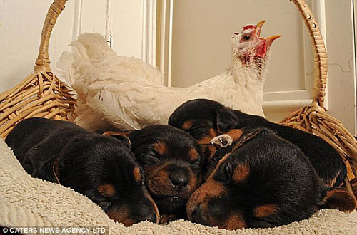 Having the illusion that she is a dog, a hen named Mabel in Britain kidnapped a litter of puppies and roosted on top of them as if she were their mother. This perplexed the puppies&apos; real mother Nettle, who could do nothing but to watch helplessly as Mabel brooded over her darlings. [CRI] 