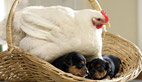 Deluded hen adopts puppies