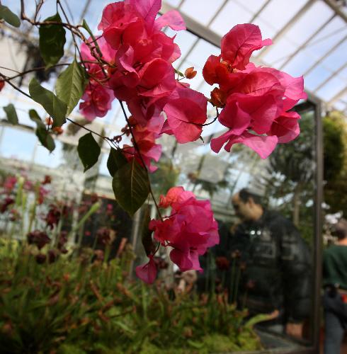  Visitors tour the 8th Annual Orchid show at the Botanical Garden in New York, the United States, March 4, 2010. The exhibition will run till April 11 with some 7,000 orchids on show. [Xinhua]