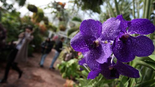 Visitors tour the 8th Annual Orchid show at the Botanical Garden in New York, the United States, March 4, 2010. The exhibition will run till April 11 with some 7,000 orchids on show. [Xinhua]