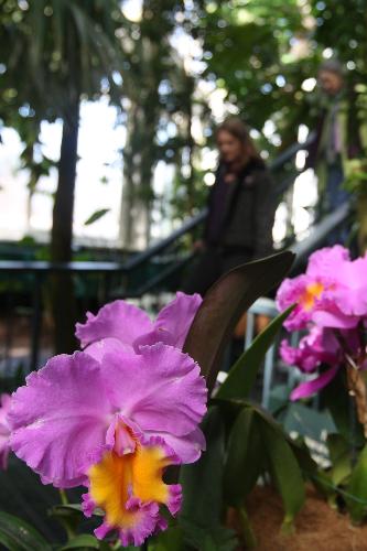 Visitors tour the 8th Annual Orchid show at the Botanical Garden in New York, the United States, March 4, 2010. The exhibition will run till April 11 with some 7,000 orchids on show. [Xinhua] 