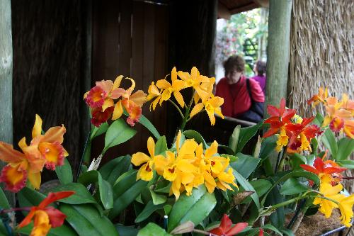 Visitors tour the 8th Annual Orchid show at the Botanical Garden in New York, the United States, March 4, 2010. The exhibition will run till April 11 with some 7,000 orchids on show. [Xinhua]