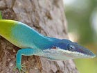 Australia launches new survey to search for new wildlife species