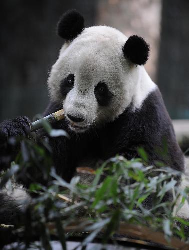 American-born panda Tai Shan eats bamboo in Wolong Nature Reserve in southwest China's Sichuan Province, Feb. 23, 2010. Tai Shan is adapting well to life in his new home in southwest China's Sichuan Province after returning to China. He will begin to receive visitors on March 5 after one-month quarantine.