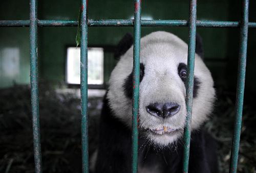 American-born panda Tai Shan is seen in Wolong Nature Reserve in southwest China's Sichuan Province, Feb. 23, 2010. Tai Shan is adapting well to life in his new home in southwest China's Sichuan Province after returning to China. He will begin to receive visitors on March 5 after one-month quarantine. 