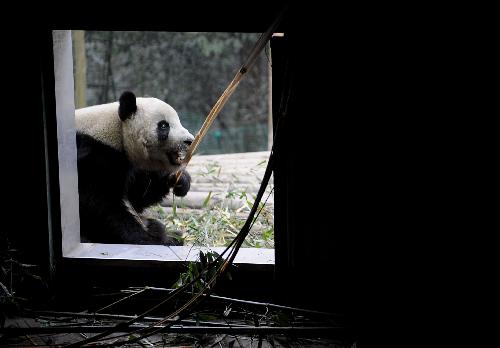 American-born panda Tai Shan eats bamboo in Wolong Nature Reserve in southwest China's Sichuan Province, Feb. 23, 2010. Tai Shan is adapting well to life in his new home in southwest China's Sichuan Province after returning to China. He will begin to receive visitors on March 5 after one-month quarantine. 