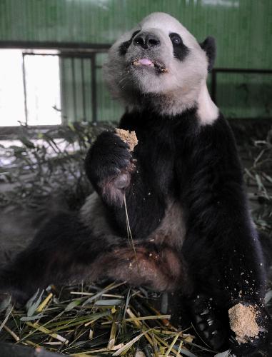 American-born panda Tai Shan eats food in Wolong Nature Reserve in southwest China's Sichuan Province, Feb. 23, 2010. Tai Shan is adapting well to life in his new home in southwest China's Sichuan Province after returning to China. He will begin to receive visitors on March 5 after one-month quarantine. 