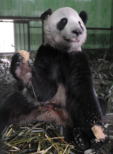 American-born panda Tai Shan is seen in Wolong Nature Reserve in southwest China's Sichuan Province, Feb. 23, 2010. Tai Shan is adapting well to life in his new home in southwest China's Sichuan Province after returning to China. He will begin to receive visitors on March 5 after one-month quarantine. 