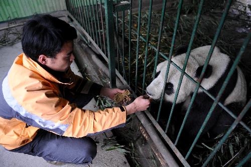 American-born panda Tai Shan is fed in Wolong Nature Reserve in southwest China's Sichuan Province, Feb. 23, 2010. Tai Shan is adapting well to life in his new home in southwest China's Sichuan Province after returning to China. He will begin to receive visitors on March 5 after one-month quarantine. 
