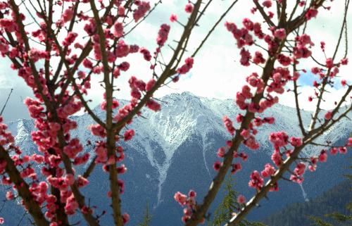 Peach blossoms are seen in Nyingchi Prefecture, southwest China's Tibet Autonomous Region, March 7, 2010. Peach trees have blossomed to welcome the spring season in Nyingchi, which is known for its humid and mild climate, charming scenery and rich natural resources. [Xinhua/Purbu Zhaxi]