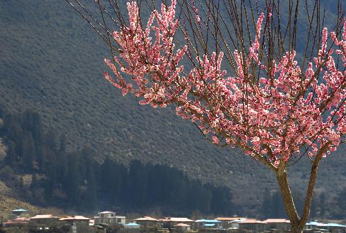 Peach blossoms are seen at Bayi County in Nyingchi Prefecture, southwest China's Tibet Autonomous Region, March 7, 2010. Peach trees have blossomed to welcome the spring season in Nyingchi, which is known for its humid and mild climate, charming scenery and rich natural resources. (Xinhua/Purbu Zhaxi)