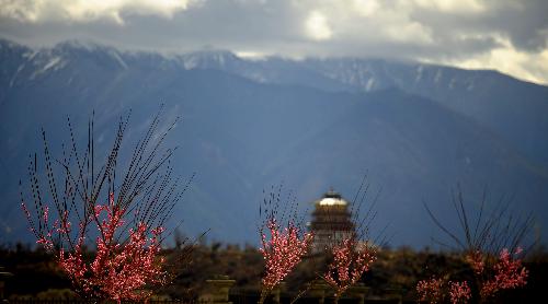 Peach blossoms are seen at the canyon of Nyang River in Nyingchi Prefecture, southwest China's Tibet Autonomous Region, March 7, 2010. Peach trees have blossomed to welcome the spring season in Nyingchi, which is known for its humid and mild climate, charming scenery and rich natural resources. [Xinhua/Purbu Zhaxi]