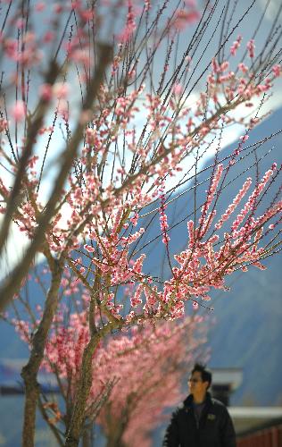 A man walks past a tree with peach blossoms in Nyingchi Prefecture, southwest China's Tibet Autonomous Region, March 7, 2010. Peach trees have blossomed to welcome the spring season in Nyingchi,which is known for its humid and mild climate, charming scenery and rich natural resources. [Xinhua] 