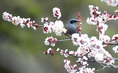  A man inhabits on a tree with peach blossoms in Nyingchi Prefecture, southwest China's Tibet Autonomous Region, March 7, 2010. Peach trees have blossomed to welcome the spring season in Nyingchi, which is known for its humid and mild climate, charming scenery and rich natural resources. [Xinhua]