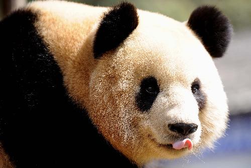 A giant panda plays at the Yunnan Wildlife Park in Kunming, capital of southwest China's Yunnan Province, March 6, 2010. Giant pandas in the zoo started to enjoy their time outdoor as the temperature in Kunming had reached up to 25 degrees. [Xinhua] 