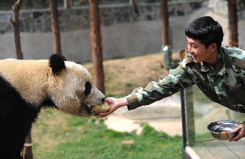 A zoo keeper feeds a giant panda at the Yunnan Wildlife Park in Kunming, capital of southwest China's Yunnan Province, March 6, 2010. Giant pandas in the zoo started to enjoy their time outdoor as the temperature in Kunming had reached up to 25 degrees. [Xinhua] 