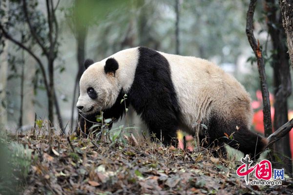 Taishan, a giant panda born in the United States, strolls at its new home in the Ya&apos;an Bifeng Gorge Breeding Base of the Wolong Giant Panda Protection and Research Center, southwest China&apos;s Sichuan Province, March 9, 2010.[CFP]