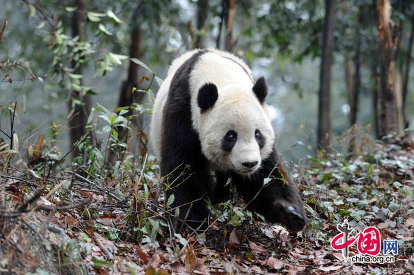 Taishan, a giant panda born in the United States, strolls at its new home in the Ya&apos;an Bifeng Gorge Breeding Base of the Wolong Giant Panda Protection and Research Center, southwest China&apos;s Sichuan Province, March 9, 2010.[CFP]