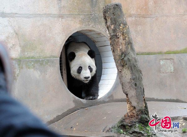 Taishan, a giant panda born in the United States, strolls at its new home in the Ya&apos;an Bifeng Gorge Breeding Base of the Wolong Giant Panda Protection and Research Center, southwest China&apos;s Sichuan Province, March 9, 2010.[CFP]