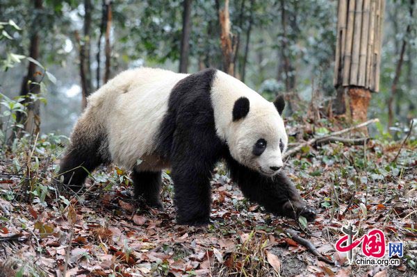 Taishan, a giant panda born in the United States, strolls at its new home in the Ya&apos;an Bifeng Gorge Breeding Base of the Wolong Giant Panda Protection and Research Center, southwest China&apos;s Sichuan Province, March 9, 2010.[CFP]