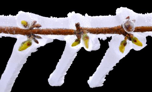 Photo taken on March 9, 2010 shows iced-packed buds on the Lushan Mountain, a famous tourist destination in east China's Jiangxi Province. Heavy snowfall hit the Lushan Mountain area on Monday and Tuesday. [Xinhua]