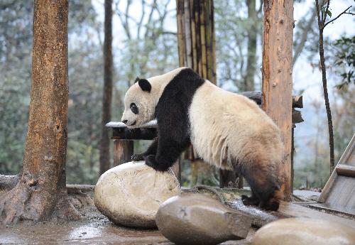 Taishan, a giant panda born in the United States, strolls at its new home in the Ya'an Bifeng Gorge Breeding Base of the Wolong Giant Panda Protection and Research Center, southwest China's Sichuan Province, March 9, 2010. [Xinhua] 